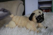 Pug Albert